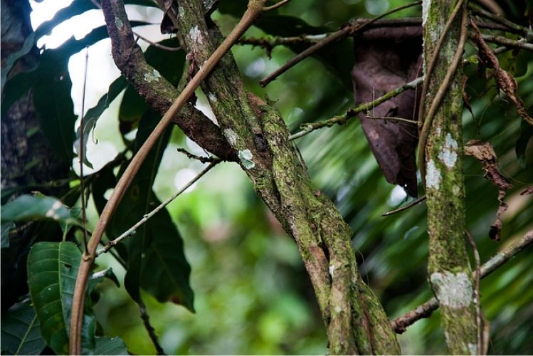 ayahuasca-planta
