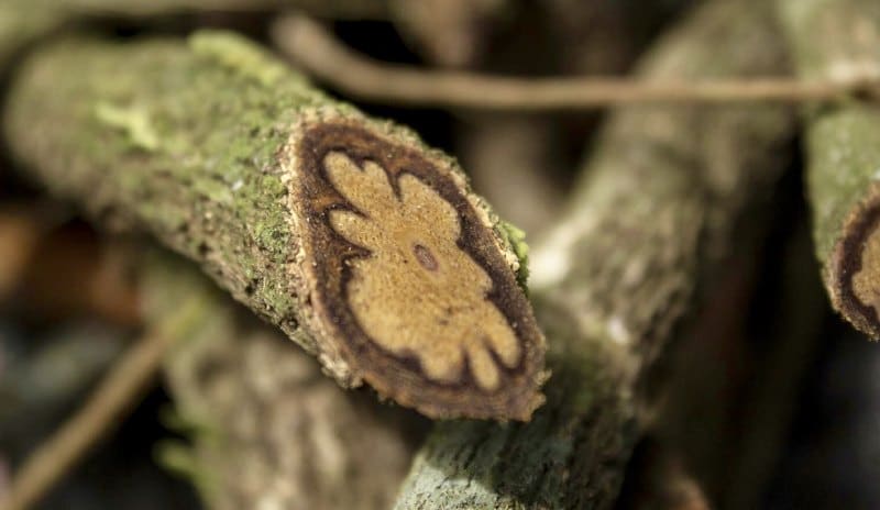 donde se consigue la ayahuasca