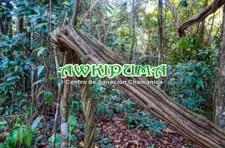 Contraindicaciones de la ayahuasca