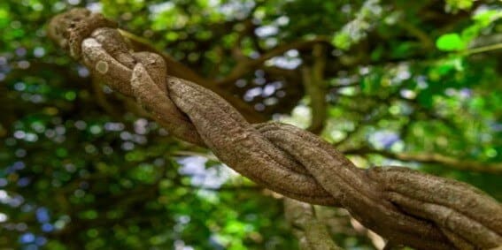 Origen y tradición de la ayahuasca en Perú