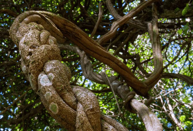 Planta medicinal Ayahuasca