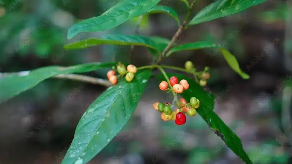Hoja de Psychotria viridis, planta utilizada junto con la ayahuasca