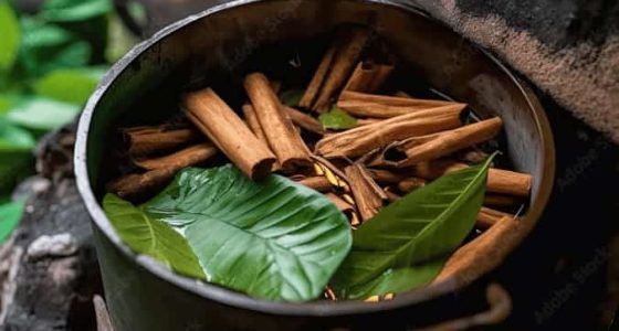 ayahuasca preparacion ayahuasca preparacion