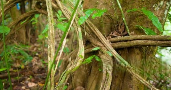 beneficios de la ayahuasca beneficios de la ayahuasca